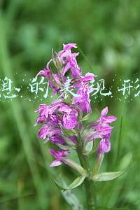 信息的表现形式