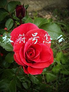 版权符号怎么打出来代码(什么是版权（附免费登记方法)