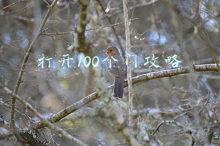 打开100个门攻略 15(应急管理部@你：烟花虽好看，安全需注意，这份“攻略”请收好)