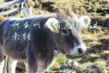 什么网站有免费psd素材