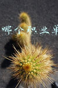 暗黑3哪个职业单刷厉害