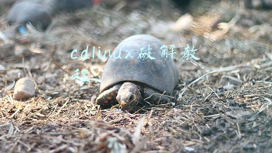 cdlinux破解字典下载(智能教育硬件赛道开启争夺战，三路玩家谁能杀出重围？)