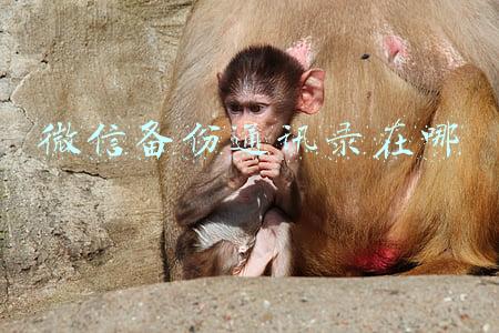 微信备份通讯录在哪