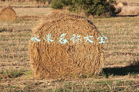 水果名称大全及图片(稀奇古怪的水果合集，别说吃，见过5种以上，都算你厉害)