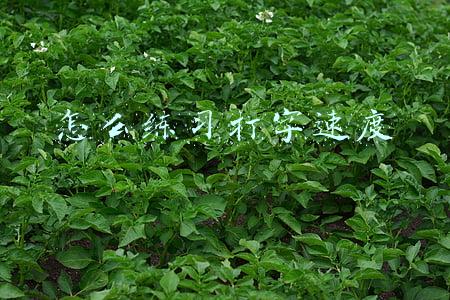 电脑练打字速度的方法(怎样打字快？怎样学会电脑基本操作？)