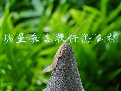 瑞星杀毒软件还在吗(电脑病毒消失了，曾经的杀毒一哥瑞星也只剩下小狮子了)