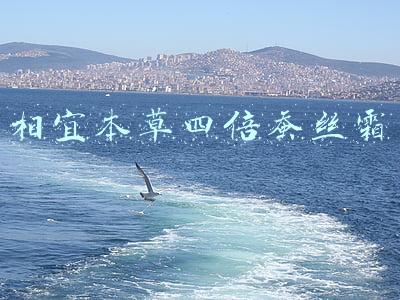 相宜本草四倍蚕丝霜