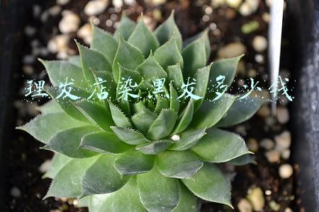 理发店染黑发多少钱