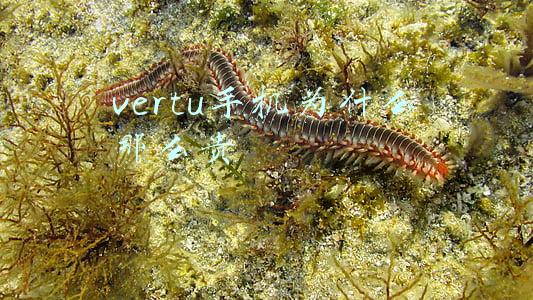 vertu手机图片和价格(奢侈手机Vertu Aster P发布，起售价仅三万五)