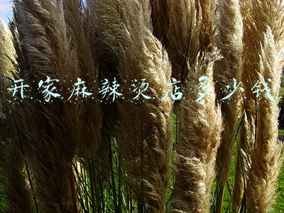 开一家麻辣烫店，开一家麻辣烫店大概要多少钱