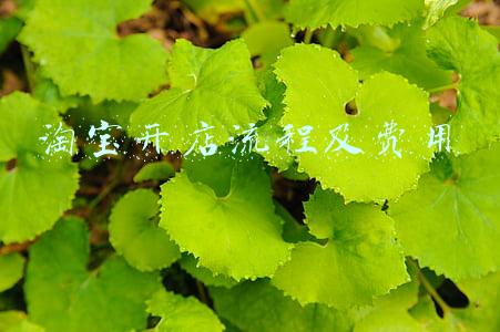 淘宝开店流程及费用