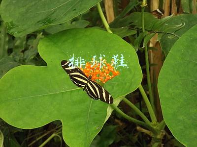 排球鞋推荐(这家国货杀疯了！曾是中国女排“御用球鞋”，如今再出性价比爆款)