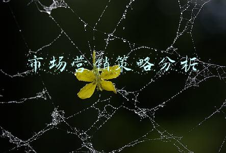市场营销策略分析