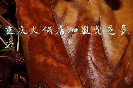 重庆老版火锅加盟(重庆老版火锅加盟费多少)
