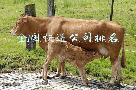全国快递公司排名表(2020年中国物流企业50强名单发布，顺丰、百世、中通、韵达、圆通均入前十)