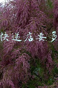 快递公司加盟费多少钱(快递店加盟费多少)