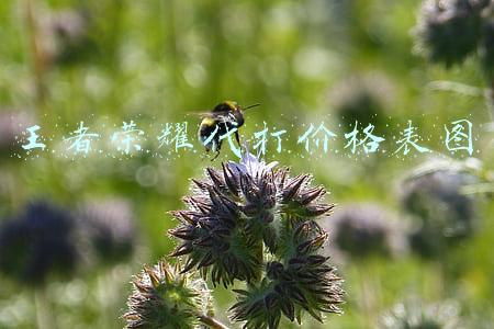 王者荣耀代打价格表图 王者荣耀代打价格表图