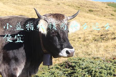 小益指纹锁为什么这么便宜