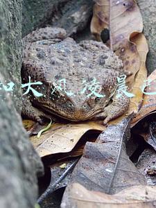 沙尘和大风凌晨已进京