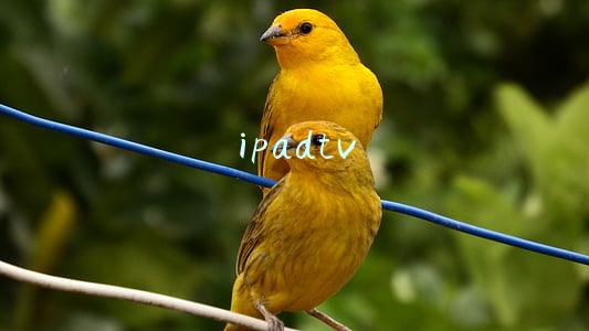 ipadtv