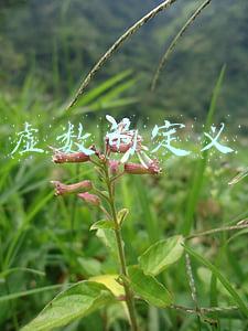 虚数的定义