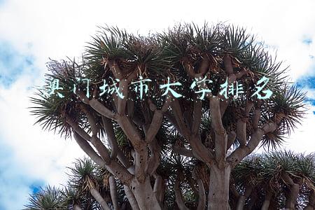 澳门城市大学排名