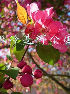 耶路撒冷是哪个国家的地方(耶路撒冷为何是三大宗教的圣地)