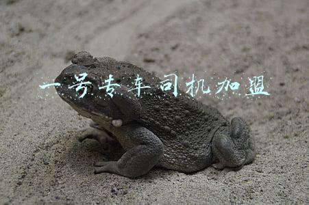 专车司机加盟条件详情(滴滴代驾加盟流程)