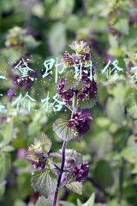 雅诗兰黛即时修护特润精华露价格