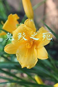 鬼鲛之死是多少集(晓唯独小南和鬼鲛没有被都秽土转生？不是兜没钱，理由其实很简单)