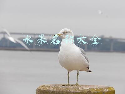 水果名称大全列表(水果也是热量大王！6种一吃就胖的水果，热量堪比白米饭)