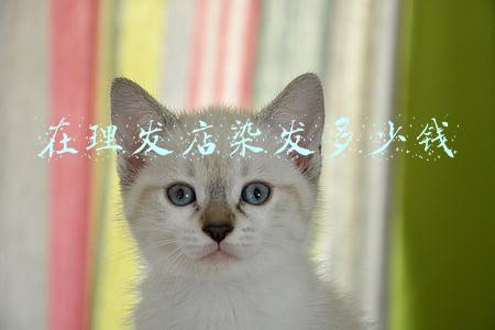 理发店染发,理发店染发需要多少钱
