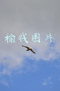 榆钱图片