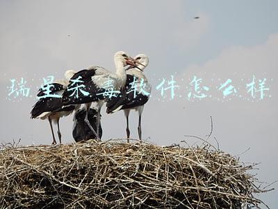 瑞星是杀毒软件吗(瑞星杀毒倒闭了么？)
