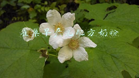 雀巢早产儿配方奶粉