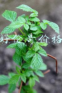 好伦哥价格