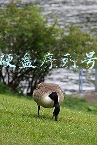 硬盘序列号是几位数(软件开发中，如何正确获取硬盘序列号并有效实现软件注册认证？)