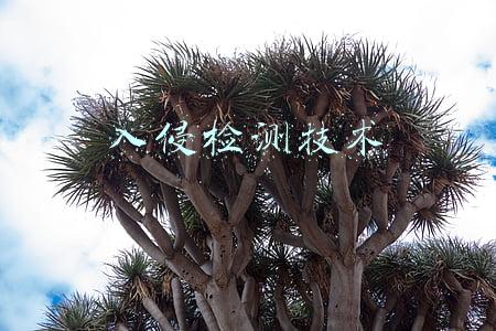 入侵检测技术