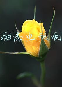 励志电视剧