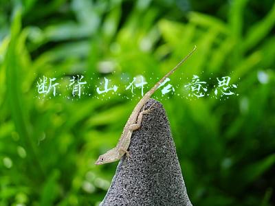 断背山什么意思