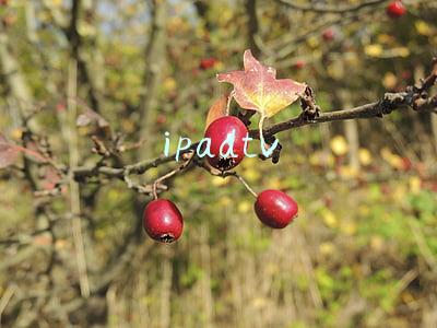 ipadtv苹果u盘(aigo手机U盘U322，新款iPad Pro也能兼容的国民好物)