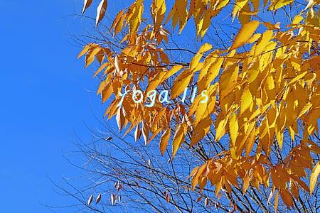 yoga 11s u盘启动(联想电脑，怎么在BIOS中设置U盘启动？电脑设置u盘启动操作步骤)