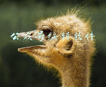 公众号编辑软件