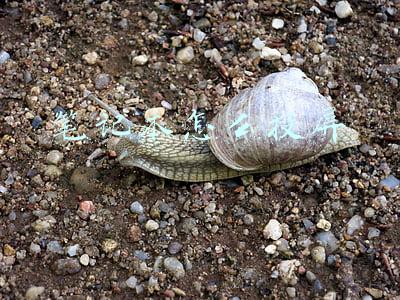 笔记本怎么投屏到电视上(笔记本电脑和手机无线投屏到电视或投影仪如此简单，手把手教您)