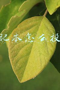 笔记本怎么投屏手机(手机投屏到电脑上超简单！无需连接同网络，这个免费方法屡试不爽)