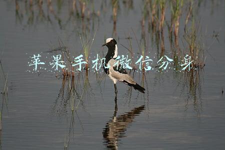 苹果手机微信分身