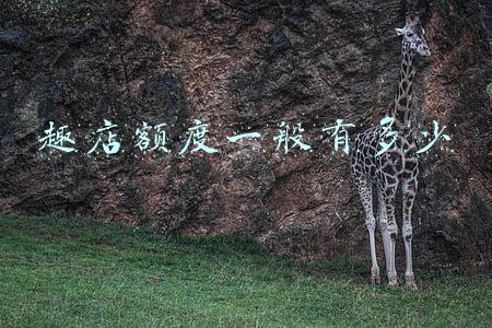 趣店额度一般有多少 趣店额度一般有多少