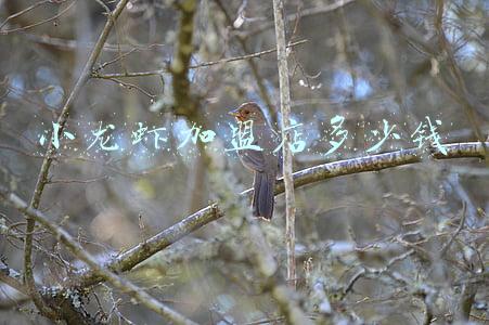 小龙虾加盟店加盟 小龙虾连锁加盟