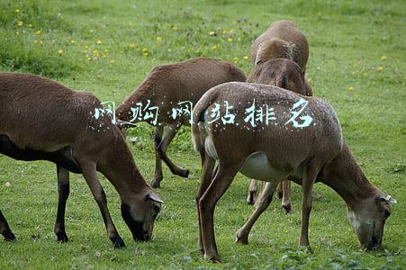 网购网站排行(后疫情时代你的购物清单有什么？2021年最热卖的网购排行榜出炉)