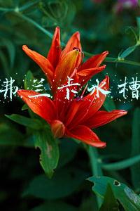 弗兰卡水槽龙头配件(水槽龙头哪个牌子好 水槽龙头怎么挑选)